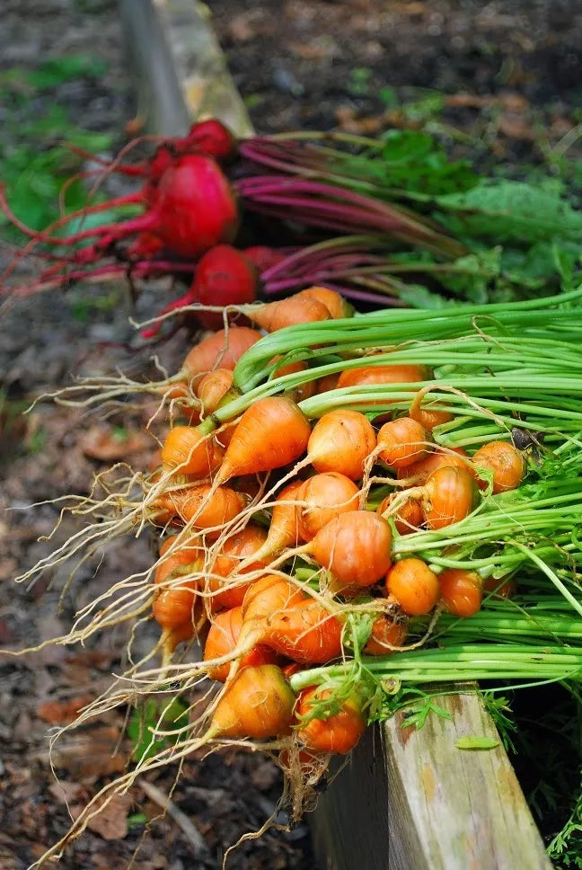 Parisian Carrot Seeds - 100 Count Packet - Tender Round Globes - Sweet & Tasty - Daucus carota