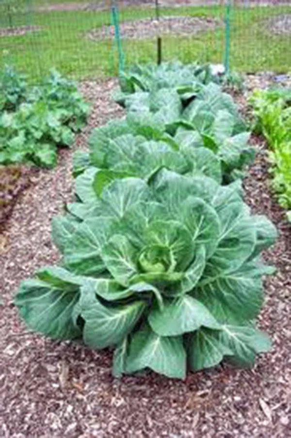 Collard Greens Seeds, Vates Variety, Heirloom Non-GMO, 200+ Seeds, Brassica oleracea