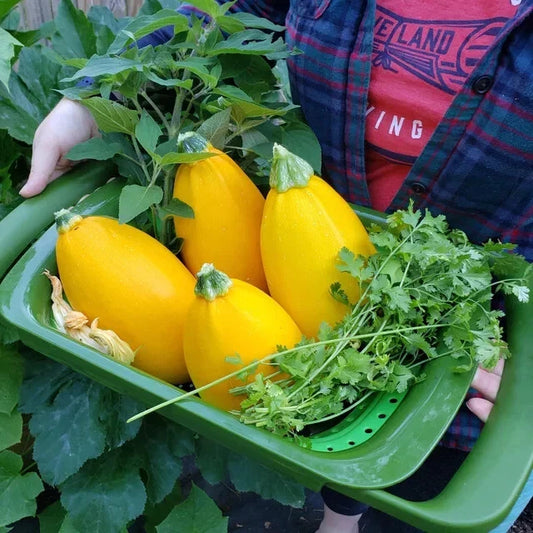 Golden Egg Zucchini Squash Seeds - 25+ Pack - Heirloom Variety - Cucurbita pepo - USA
