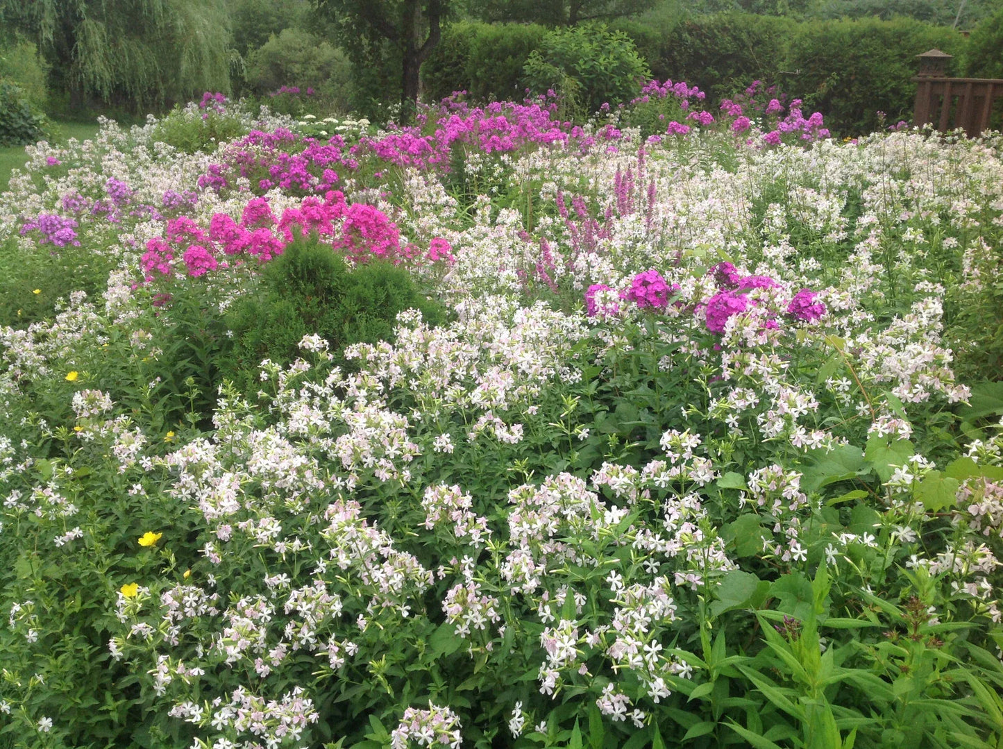 Perennial Bouncing Bet Plants - 1 Live Plant Bare-Root Saponaria officinalis - Pink/Rose/White Blooms - Pollinator Friendly, Erosion Control
