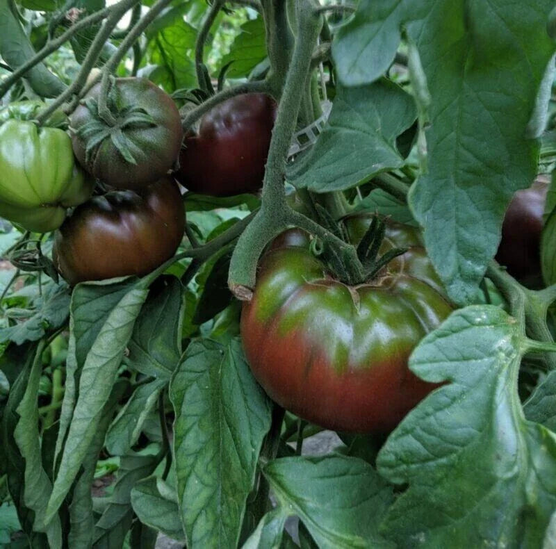 Russian Black Krim Tomato Seeds - 60+ NON-GMO Organic Heirloom Seeds - Fresh Gardening Supplies - Solanum lycopersicum