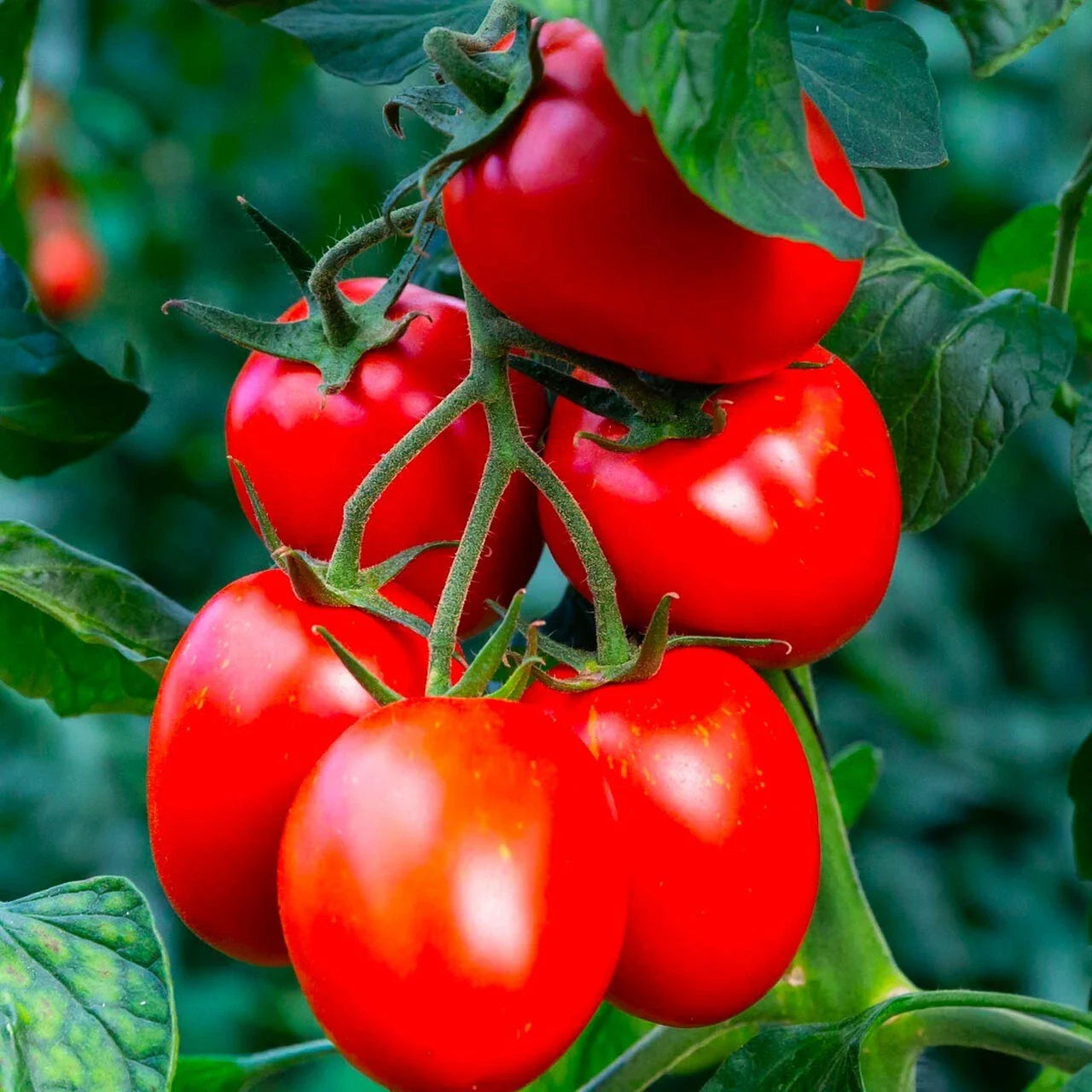 Rio Grande Tomato Seeds - 60+ Organic Heirloom Non-GMO - Fresh Seed Variety for Home Gardening
