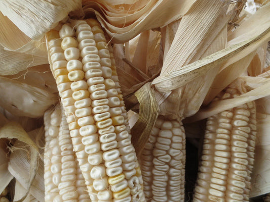 Hickory King White Corn Seeds - 20 Non-GMO Heirloom Seeds - Large Field Corn for Grits, Meal, Tortillas - Zea mays