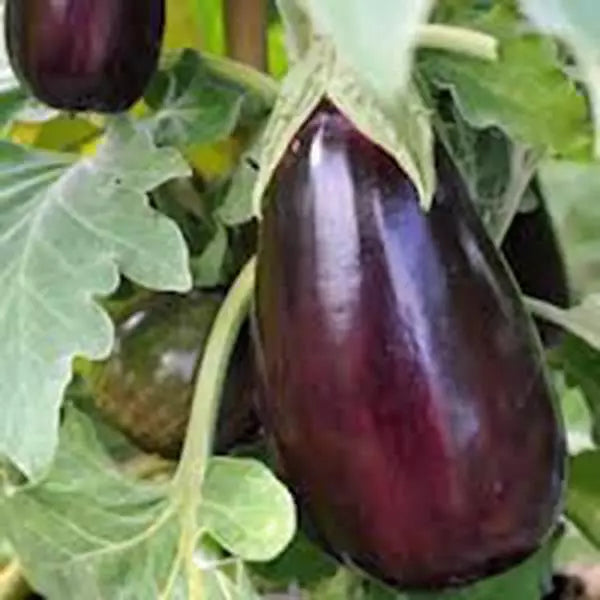 Eggplant Seeds, 100 Count, Black Beauty Heirloom, Non-GMO, Solanum melongena