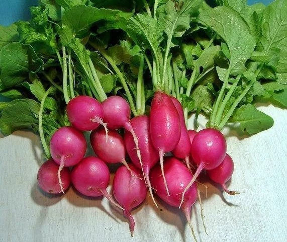 16 oz Red Radish Seeds - Raphanus sativus, Organic, Heirloom, Fast-Growing Vegetable for Home Garden