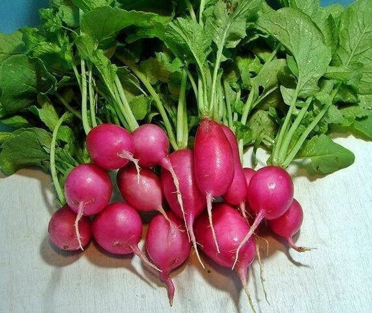 16 oz Red Radish Seeds - Raphanus sativus, Organic, Heirloom, Fast-Growing Vegetable for Home Garden