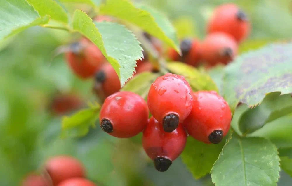50 Dog Rose Seeds for Planting, Rosa canina, Beautiful Flowers, Tasty Red Berries, Hardy Perennial Plant