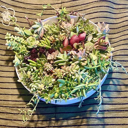 15 Live Succulent Cuttings 1-4” Home Garden Variety - Assorted Succulents for Planting, Indoor/Outdoor Use
