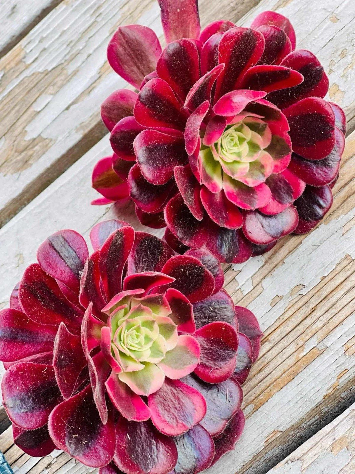 2 Rare Aeonium Cuttings 4” Variegated Medusa Succulent (Aeonium variegatum)