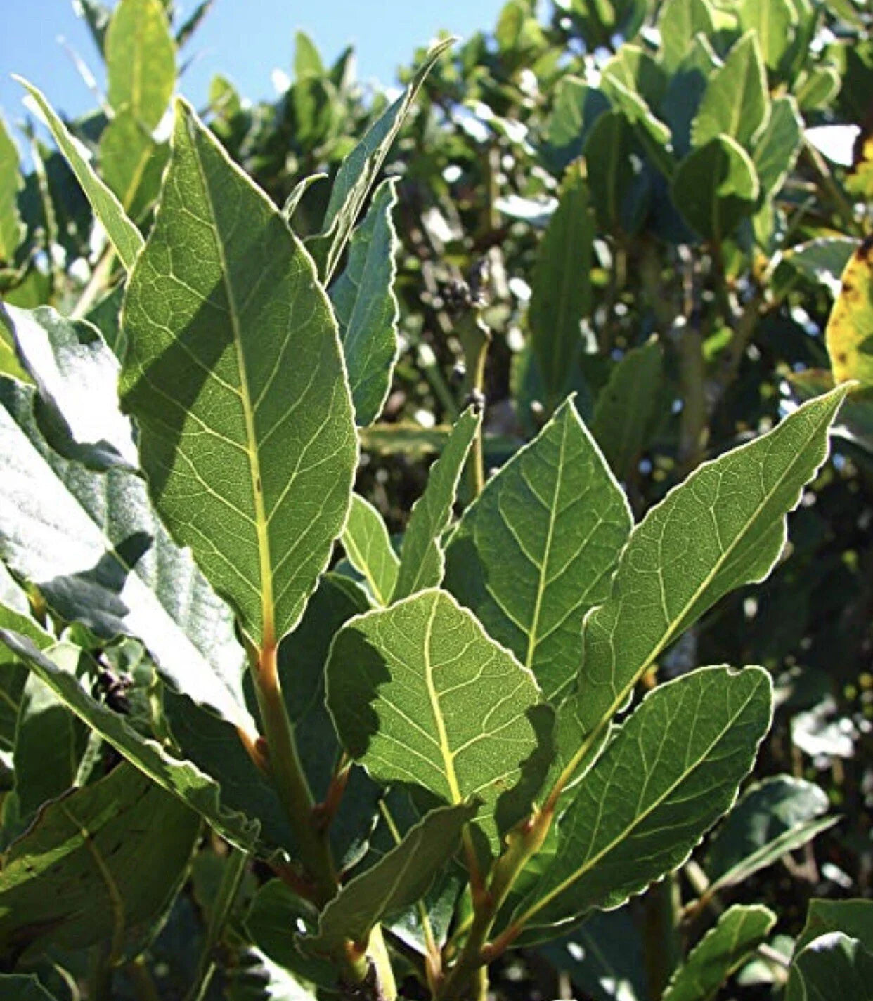 Sweet Laurel Bay Tree Cuttings - 5 Pack - Laurus nobilis - Aromatic Foliage - Ideal for Cooking & Landscaping