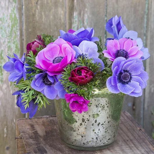 Anemone de Caen Seeds, 30 Count, Blue Poppy and Red Rose Varieties, Anemone coronaria