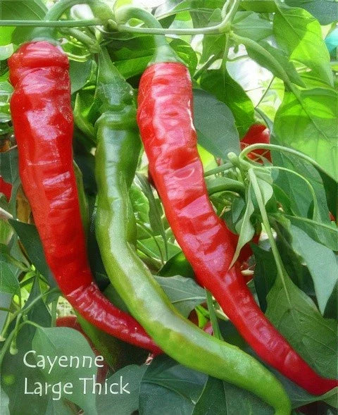 Cayenne Pepper Seeds - 100+ Organic Heirloom Seeds - Large Red Thick Variety - Capsicum annuum