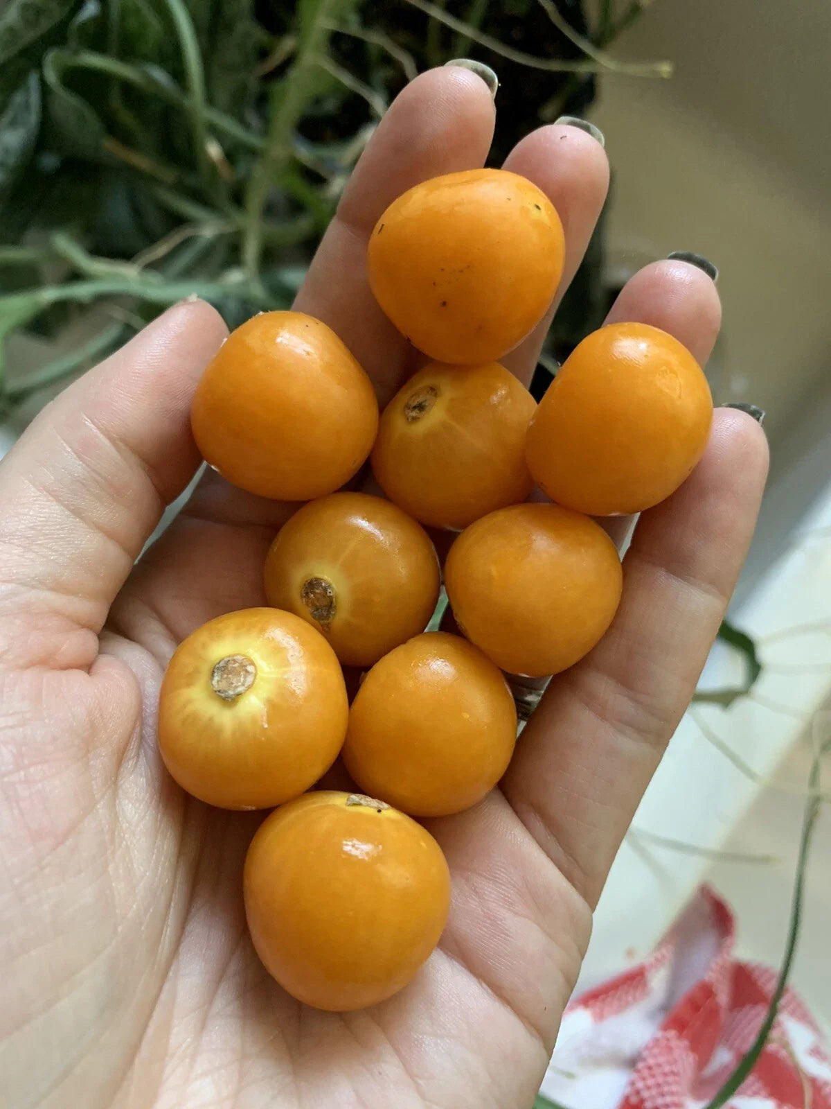 Golden Berry Seeds - 50 Pack - Organic Edible Garden Fruit - Physalis Peruviana