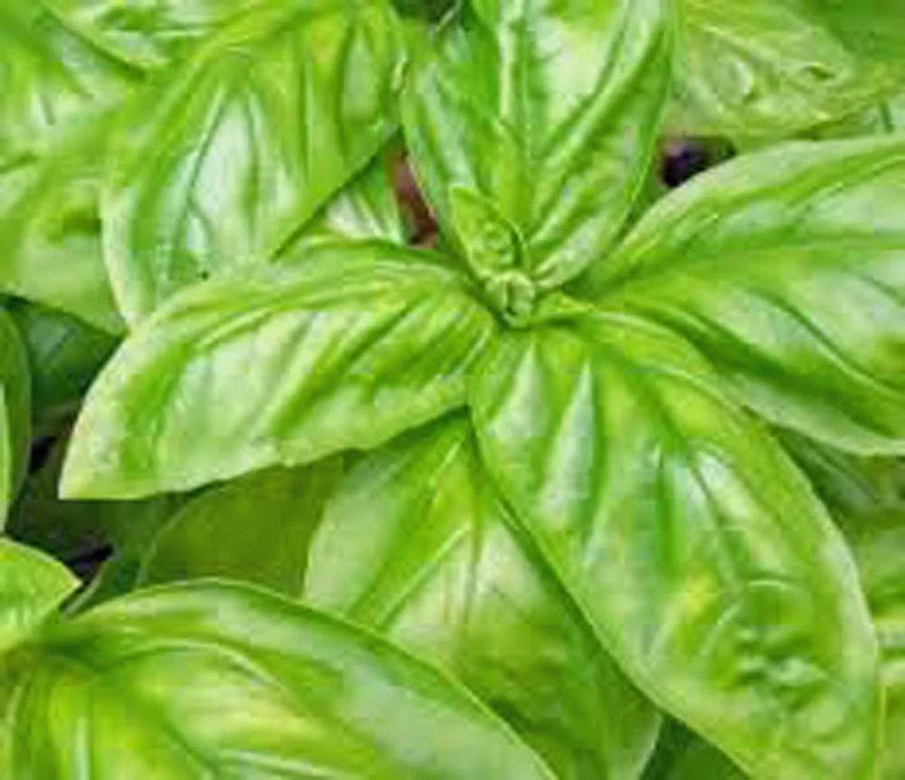 Basil Seeds - Italian Large Leaf - 50 Heirloom Non-GMO Seeds - Ocimum basilicum