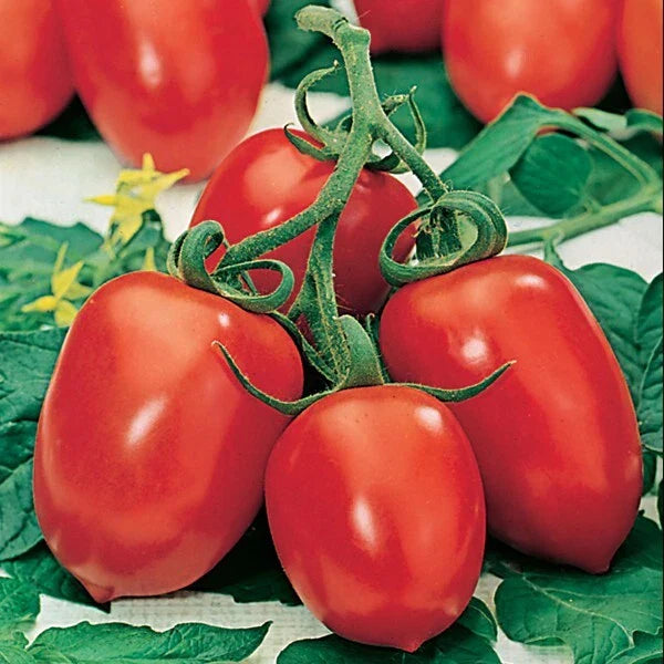 Roma Tomato Seeds - 10+ Heirloom Organic Non-GMO Seeds - Fresh Quality - Solanum lycopersicum