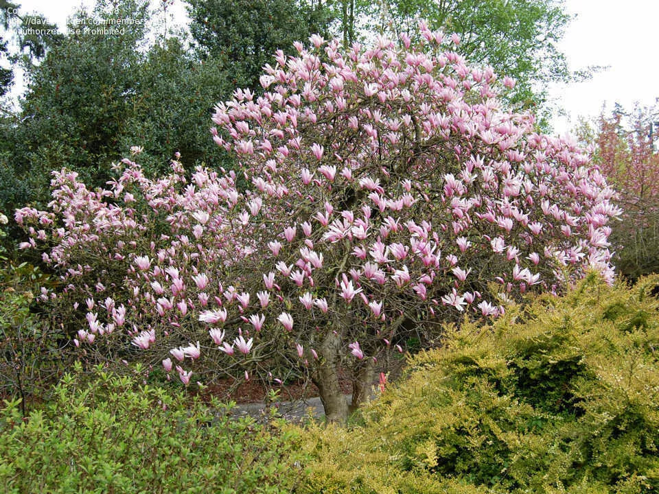 Jane Magnolia Live Bare Root Plant 24 Inches Magnolia x 'Jane' Reddish-Purple Blooms Deciduous Flowering Tree