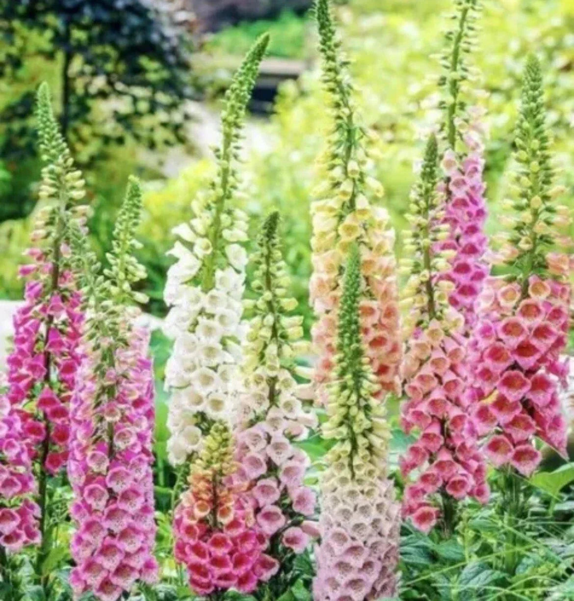 Foxglove Seeds Mix - 200 Perennial Flower Seeds - Digitalis purpurea - Attracts Hummingbirds - Spring Planting - TX USA