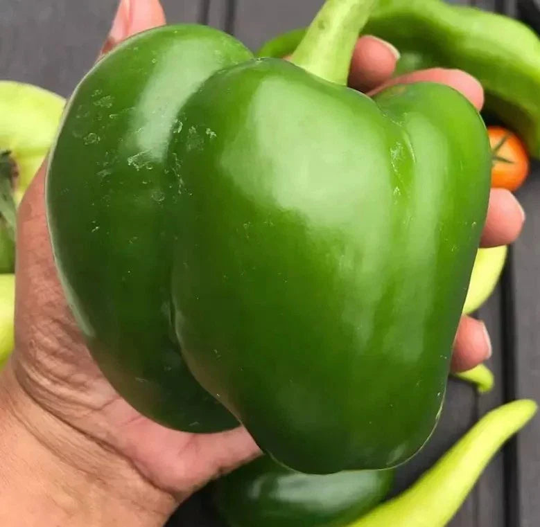 Giant Keystone Resistant Heirloom Seeds - Organic Non-GMO Sweet Variety - 25+ Count
