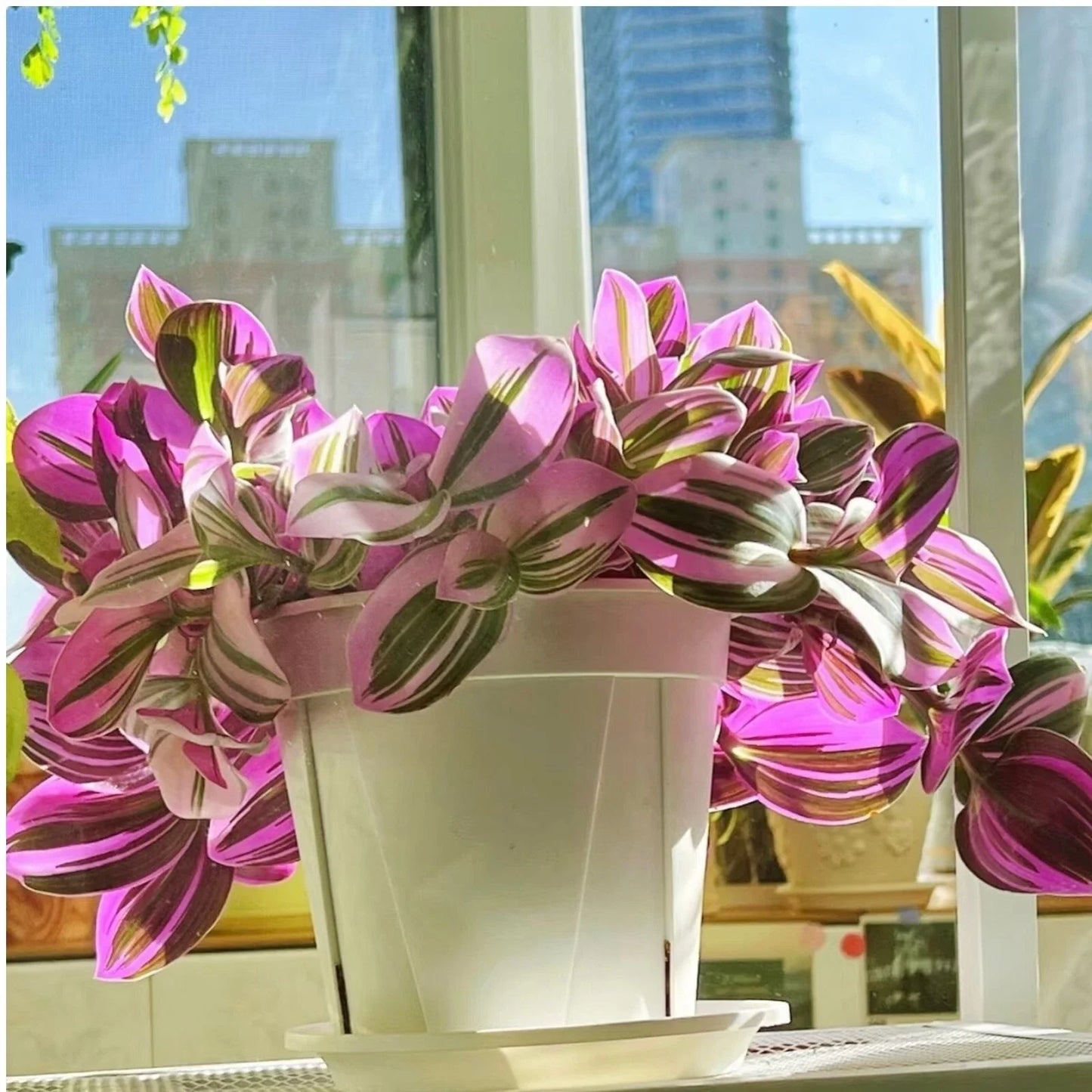 Unrooted Tradescantia Nanouk Cuttings 3-4" Rare Pink Wandering Jew Houseplant - Perfect for Home Decor and Plant Lovers