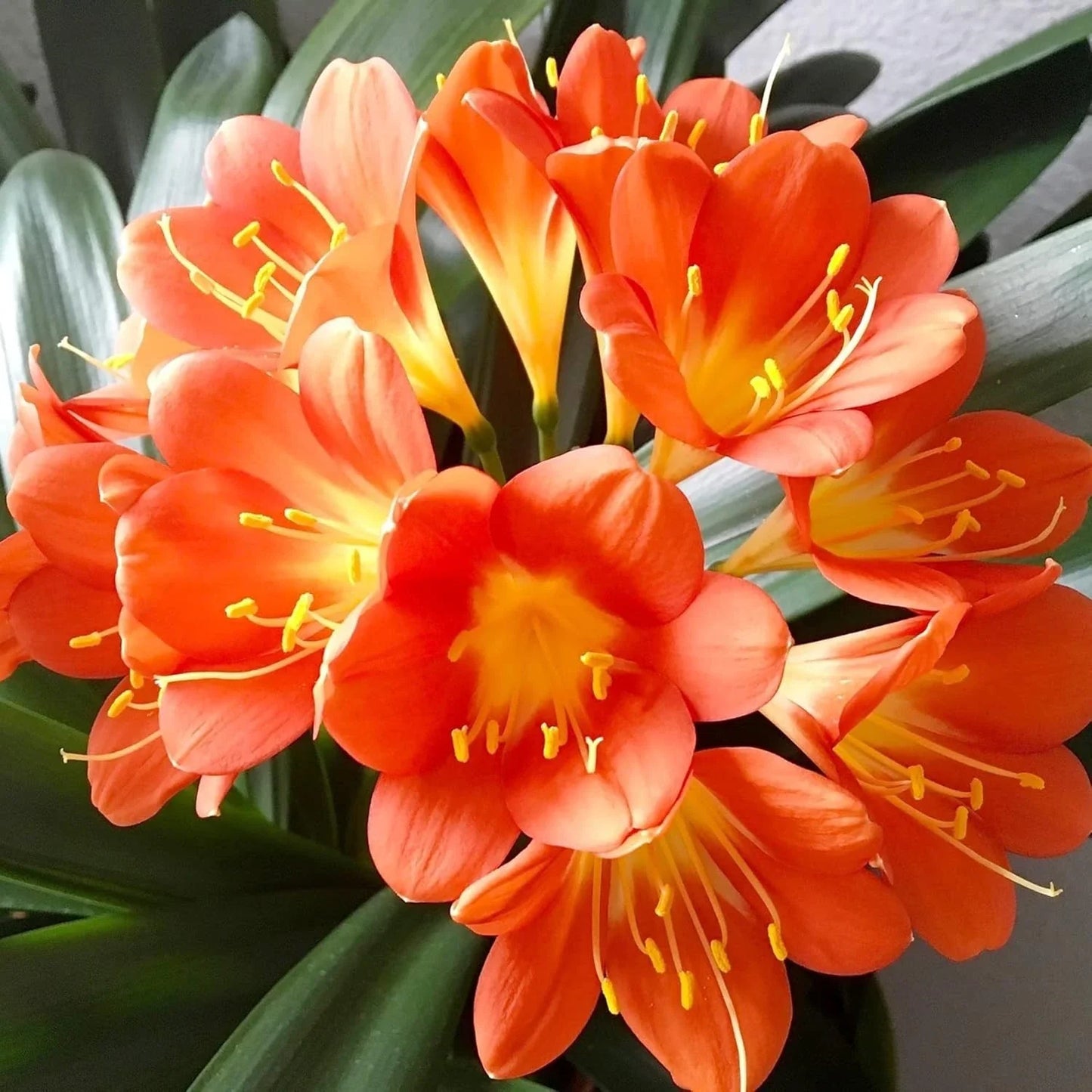 Live Clivia Miniata Plant - Large Orange Flowering Bush Lily - 1-4 Years Old, Well-Rooted, Indoor/Outdoor Garden Plant