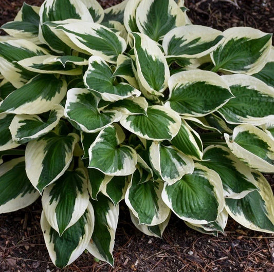 Hosta Patriot Bare Root Plants - Medium Clumping Perennial - Green & White Foliage - Shade Tolerant - Hosta plantaginea