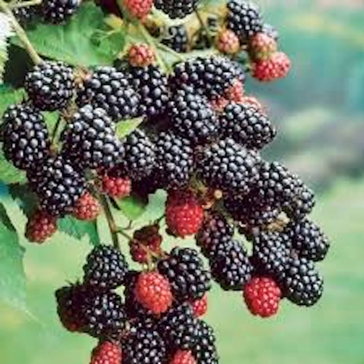 Prime-Ark 45 Blackberry Plant - Floricane Edible Fruit, Bare Root, Rubus spp. - High Antioxidant, Easy Care Blackberry Bush