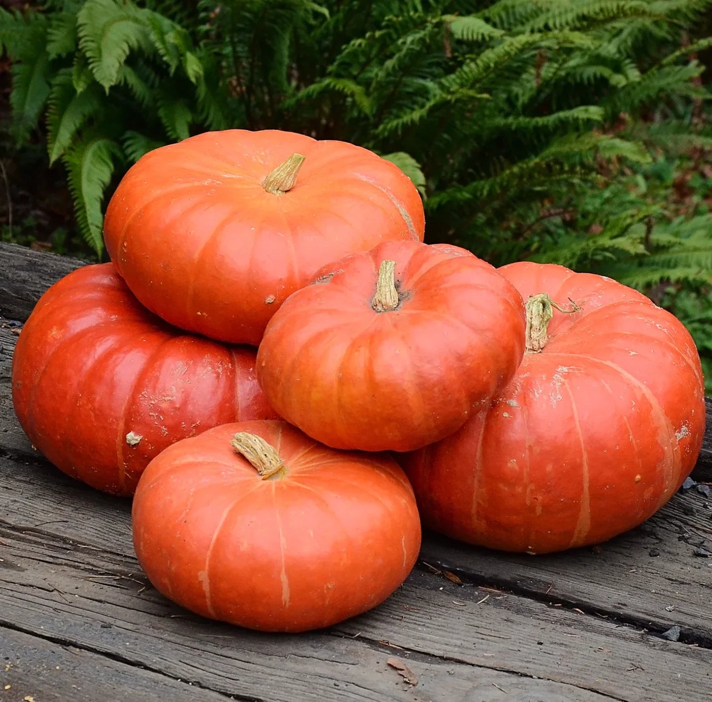 Cinderella Pumpkin Seeds - 10 Heirloom Organic Non-GMO Seeds - Cucurbita pepo - Fresh for Planting
