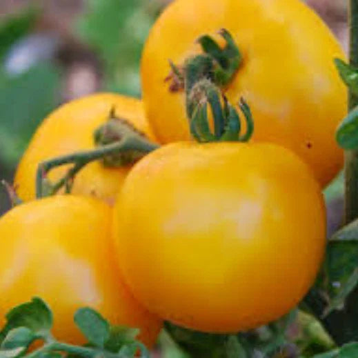Mountain Gold Tomato Seeds | Heirloom Non-GMO Variety | Solanum lycopersicum | 1038