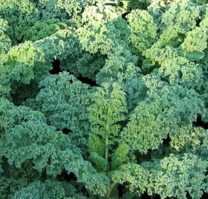 Kale Seeds 500+ Dwarf Blue Curled Healthy Vegetable Greens Brassica oleracea