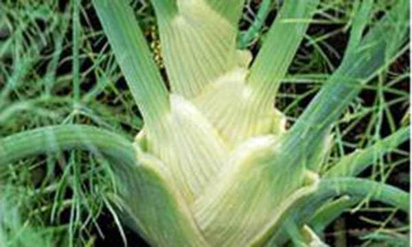 Fennel Seed Pack - Florence Fennel Heirloom, Non-GMO, 200+ Seeds - Foeniculum vulgare var. dulce