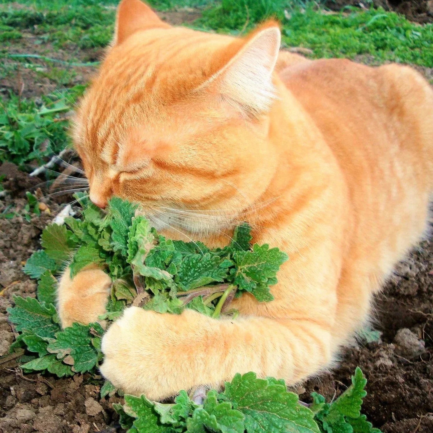 Catnip Seeds - 2025 Planting, Nepeta Cataria, Garden Vegetable, Catmint
