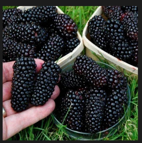 Big Daddy Thornless Blackberry Plants - 3 Pack - Edible Fruit - Rubus - Jumbo Size - Outdoor Garden - Zones 5-9