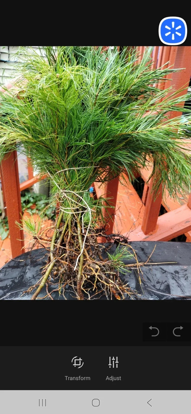 Eastern White Pine Seedlings - Bare Root (100) 6 to 16 Inches - Pinus strobus - Maine Grown