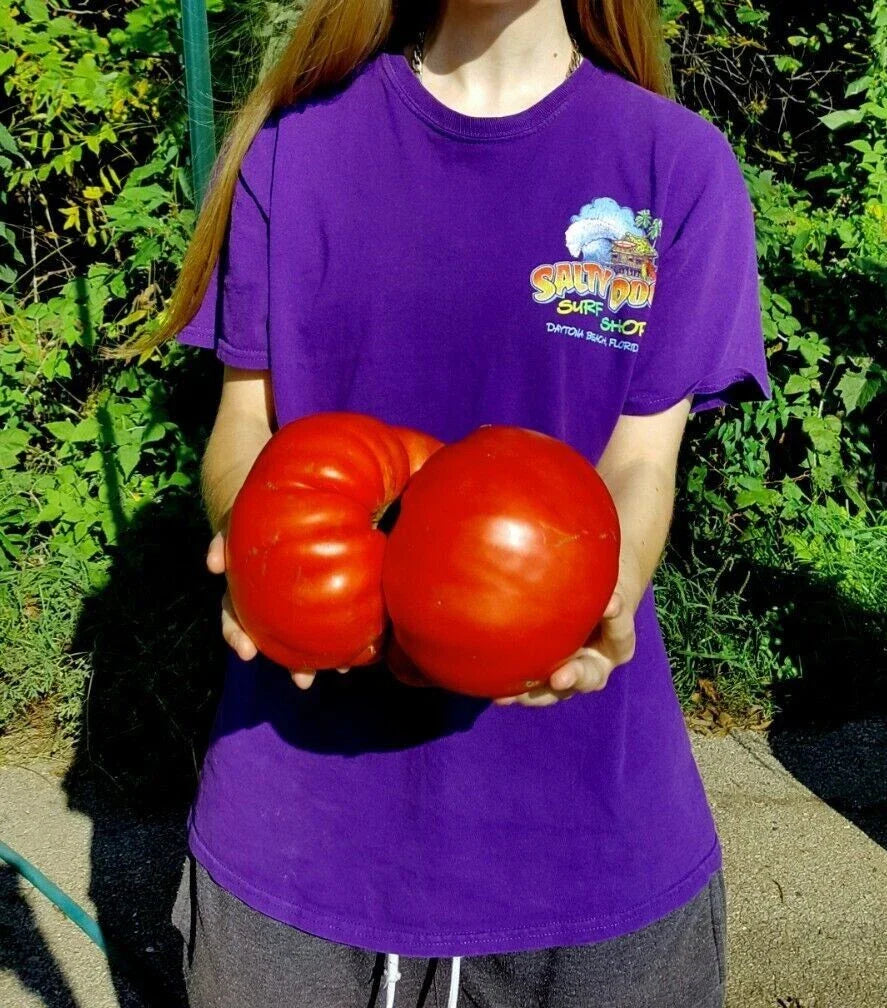 Big Zac Tomato 120 Seeds - World Record Size - Rare Heirloom Variety - Lycopersicon esculentum