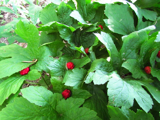 Golden Seal Roots - 20 Pack - Hydrastis canadensis - Medicinal Herb for Herbal Remedies and Natural Health