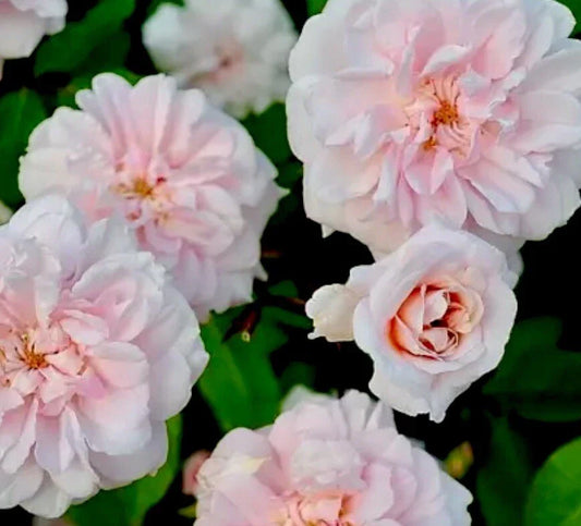 Heirloom Cecile Brunner Rose Cuttings 16 Premium Fragrant Plant Cuttings for Bushes (Rosa 'Cecile Brunner')