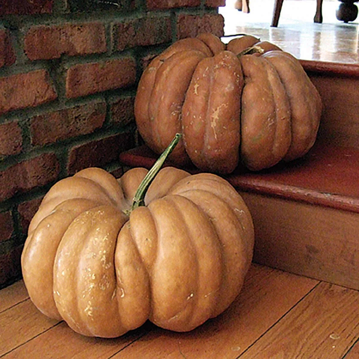 Fairytale Pumpkin Seeds - Heirloom Non-GMO, Unique Variety, Tracking Included - Cucurbita pepo