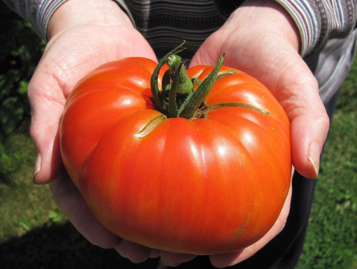 Goliath Hybrid Tomato Seeds - Bulk 50 Count Packet - Bright Red - Perfect for Home Gardens - Lycopersicon esculentum