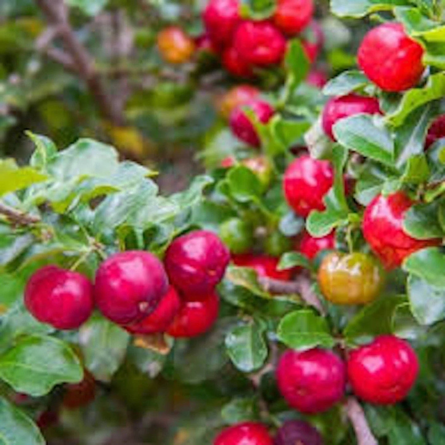 Barbados Cherry Tree Starter Plant - Malpighia Emarginata - Edible Fruit - Live Plant - 3 Pack