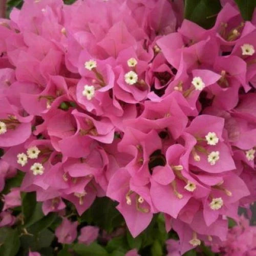 Bougainvillea Starter Plant - VERA PINK - Well Rooted Plug - Bougainvillea spp.