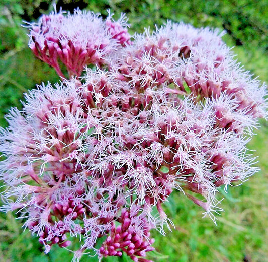 100 Holy Rope Seeds for Hemp Agrimony Perennial Flower (Eupatorium cannabinum) - Native Wildflower Seeds
