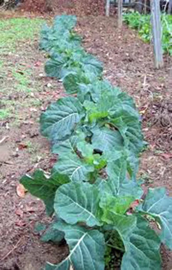 Collard Green Seeds, 500 Count, Champion Heirloom, Non-GMO, Greens, Brassica oleracea