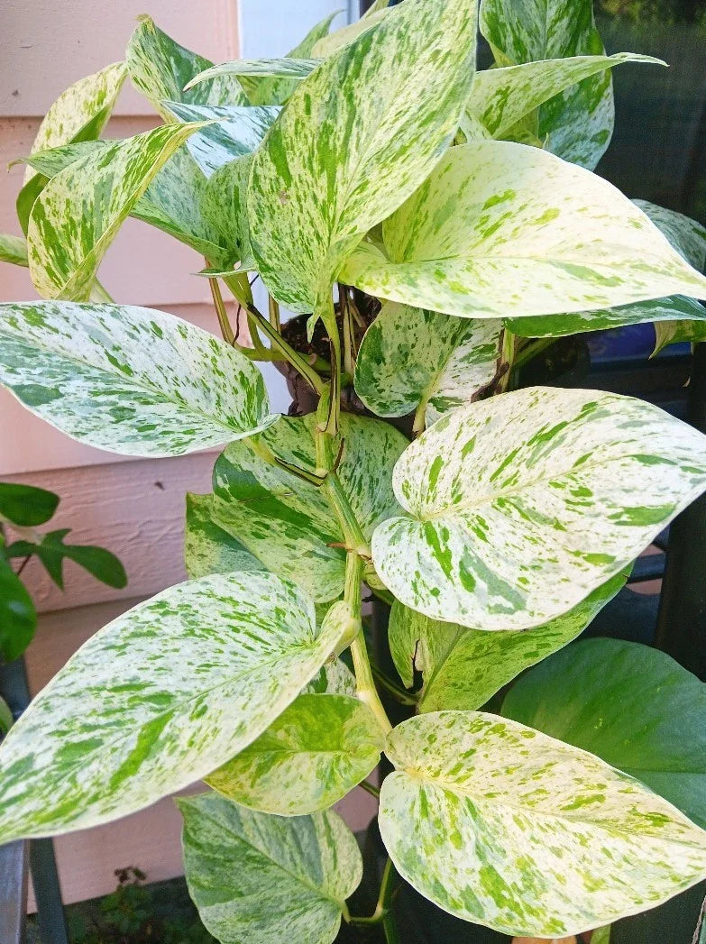 Snow Marble Queen Pothos Cuttings - 3 Fresh Cuttings - Epipremnum aureum - No Roots