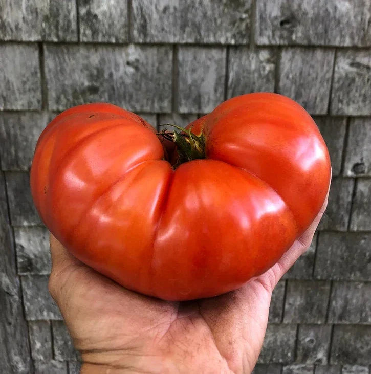 Giant Beefsteak Tomato Seeds - 10+ Organic Heirloom - Non-GMO - Fresh, Delicious Varieties for Home Gardening