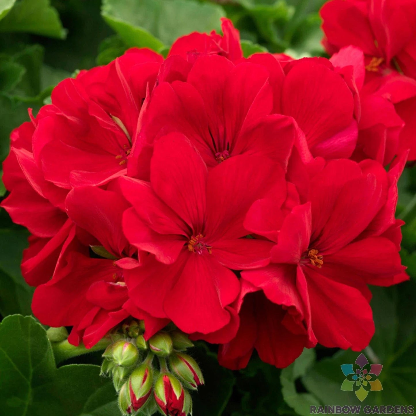 Calliope Dark Red Geranium - 25 Seeds for Garden Planting - Pelargonium x hortorum - USA