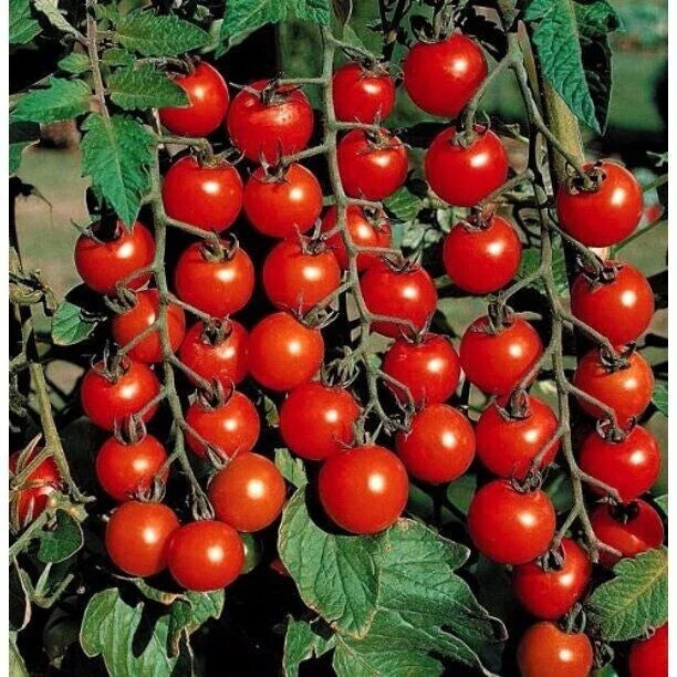 Small Cherry Tomato Seeds - 100+ Heirloom, Non-GMO, Organic - Rare Variety (Solanum lycopersicum)