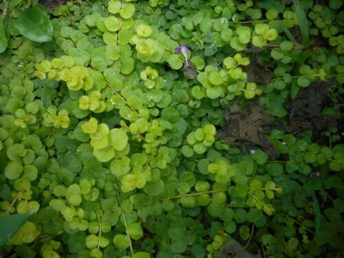 10 Bare Root Creeping Jenny Live Starter Plants, Green Ground Cover, Hardy Perennial (Lysimachia nummularia)