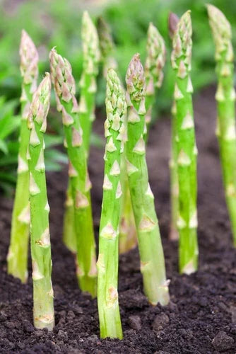 Millennium Live Asparagus Bare Root Plants 2yr Crowns - CZ Grain Asparagus (Asparagus officinalis) for Garden Planting