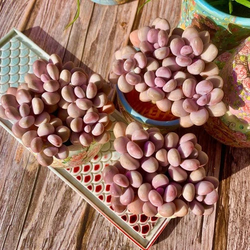 Live Succulent Graptopetalum amethystinum - Bare Root Plant for Home & Wedding Decor - Easy-Care Indoor Greenery