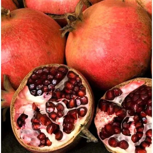 Pomegranate Tree Cuttings – 7 Live Punica Granatum Cuttings, 6 Inch Fruit Tree Scions for Planting